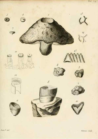 Reproducción/Reproduction 8424310522: Exposition méthodique des genres de l'ordre des polypiers :. Paris :Agasse,1821.