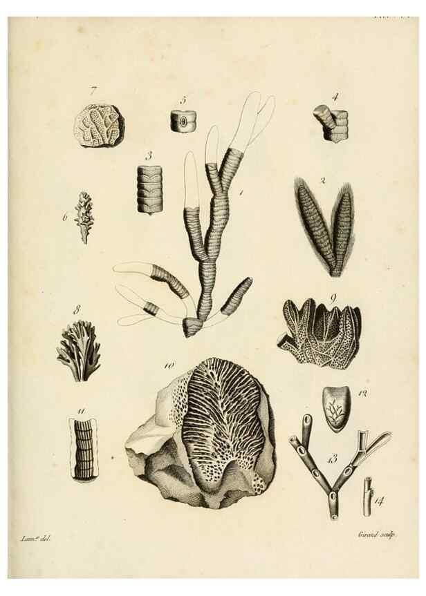 Reproducción/Reproduction 8424311372: Exposition méthodique des genres de l'ordre des polypiers :. Paris :Agasse,1821.