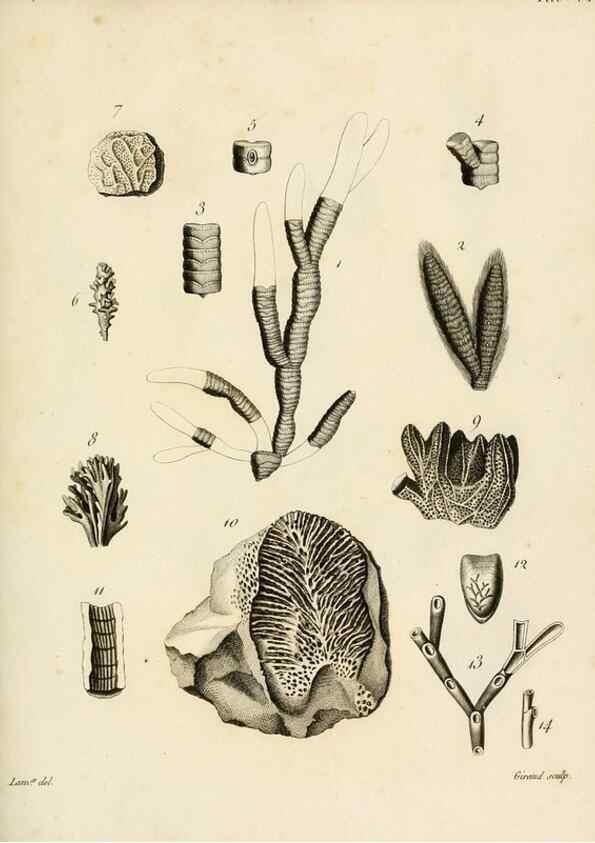 Reproducción/Reproduction 8424311372: Exposition méthodique des genres de l'ordre des polypiers :. Paris :Agasse,1821.