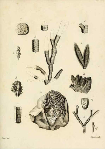 Reproducción/Reproduction 8424311372: Exposition méthodique des genres de l'ordre des polypiers :. Paris :Agasse,1821.