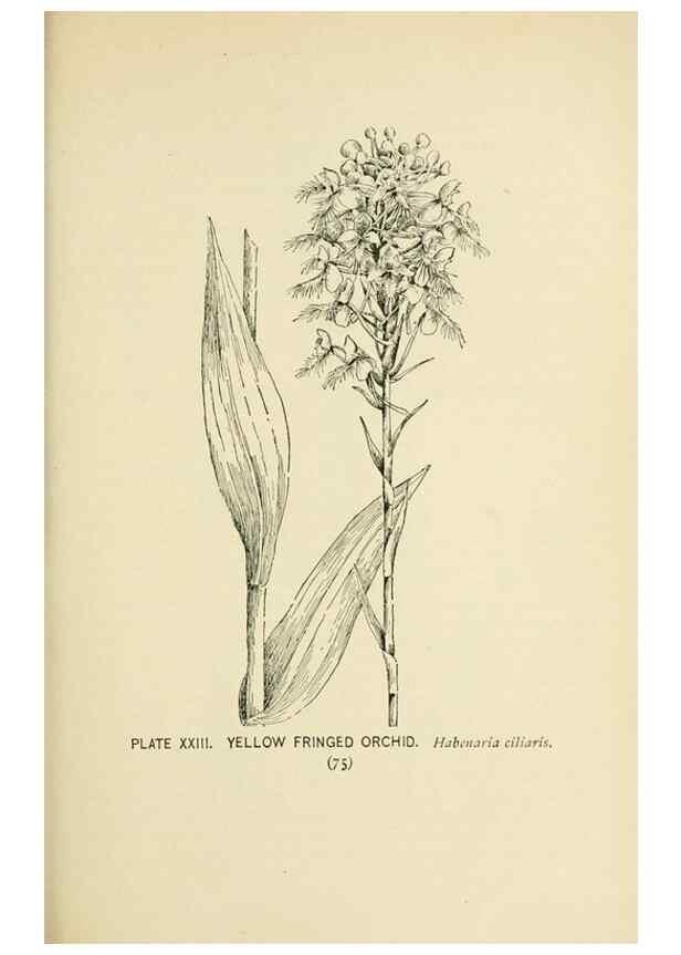 Reproducción/Reproduction 8426137843: Southern wild flowers and trees,. New York,Stokes[1901]