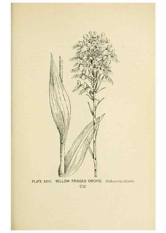 Reproducción/Reproduction 8426137843: Southern wild flowers and trees,. New York,Stokes[1901]
