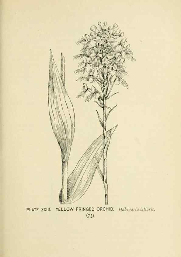 Reproducción/Reproduction 8426137843: Southern wild flowers and trees,. New York,Stokes[1901]