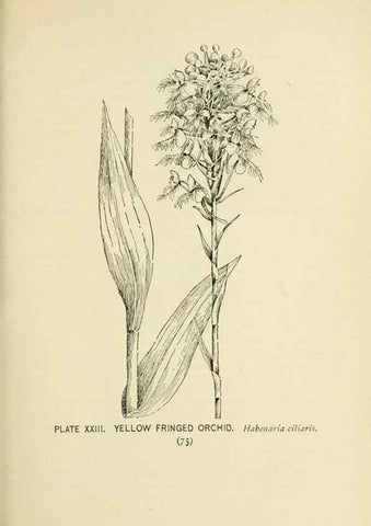 Reproducción/Reproduction 8426137843: Southern wild flowers and trees,. New York,Stokes[1901]
