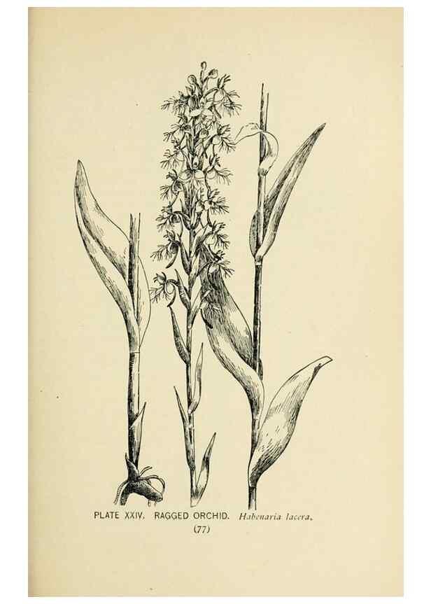 Reproducción/Reproduction 8426138243: Southern wild flowers and trees,. New York,Stokes[1901]