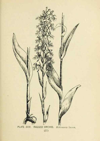 Reproducción/Reproduction 8426138243: Southern wild flowers and trees,. New York,Stokes[1901]