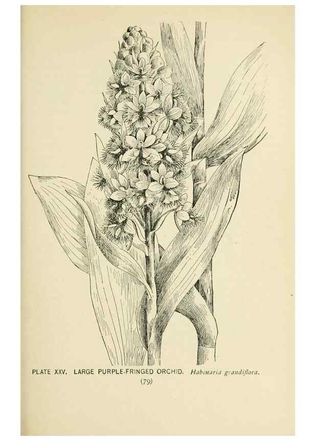 Reproducción/Reproduction 8427229696: Southern wild flowers and trees,. New York,Stokes[1901]