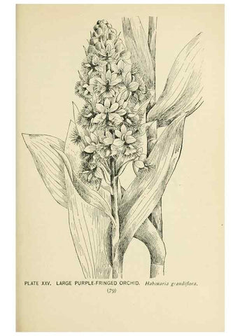 Reproducción/Reproduction 8427229696: Southern wild flowers and trees,. New York,Stokes[1901]