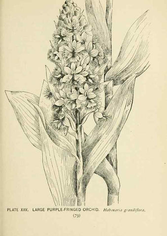 Reproducción/Reproduction 8427229696: Southern wild flowers and trees,. New York,Stokes[1901]