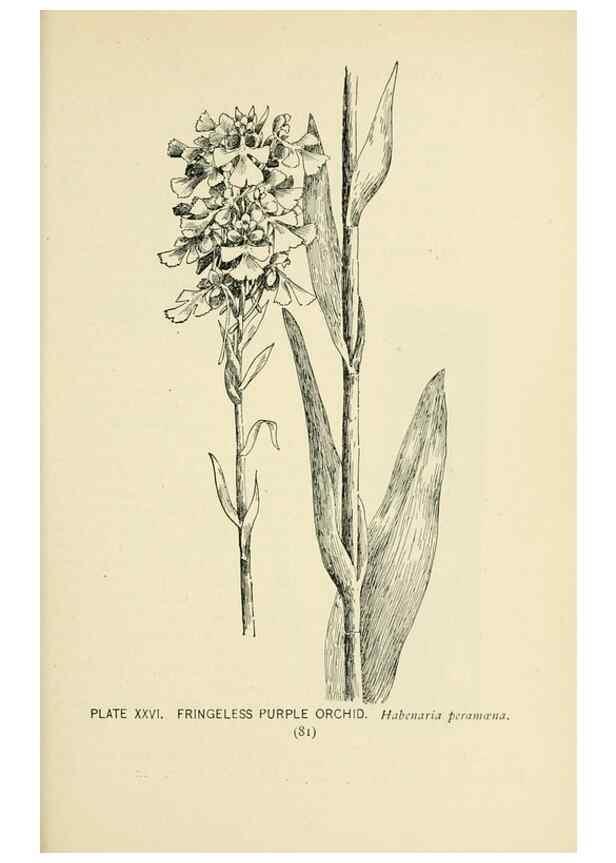 Reproducción/Reproduction 8427230102: Southern wild flowers and trees,. New York,Stokes[1901]