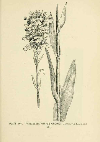 Reproducción/Reproduction 8427230102: Southern wild flowers and trees,. New York,Stokes[1901]