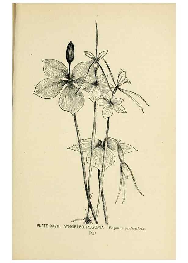 Reproducción/Reproduction 8426140945: Southern wild flowers and trees,. New York,Stokes[1901]