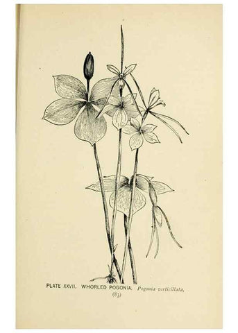 Reproducción/Reproduction 8426140945: Southern wild flowers and trees,. New York,Stokes[1901]