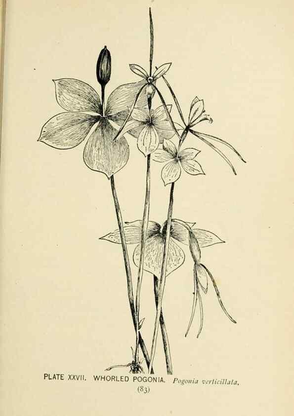 Reproducción/Reproduction 8426140945: Southern wild flowers and trees,. New York,Stokes[1901]