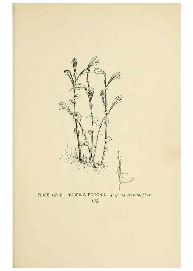 Reproducción/Reproduction 8427232236: Southern wild flowers and trees,. New York,Stokes[1901]