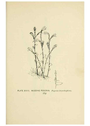 Reproducción/Reproduction 8427232236: Southern wild flowers and trees,. New York,Stokes[1901]
