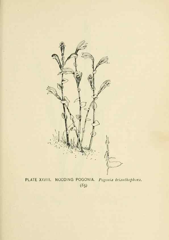 Reproducción/Reproduction 8427232236: Southern wild flowers and trees,. New York,Stokes[1901]
