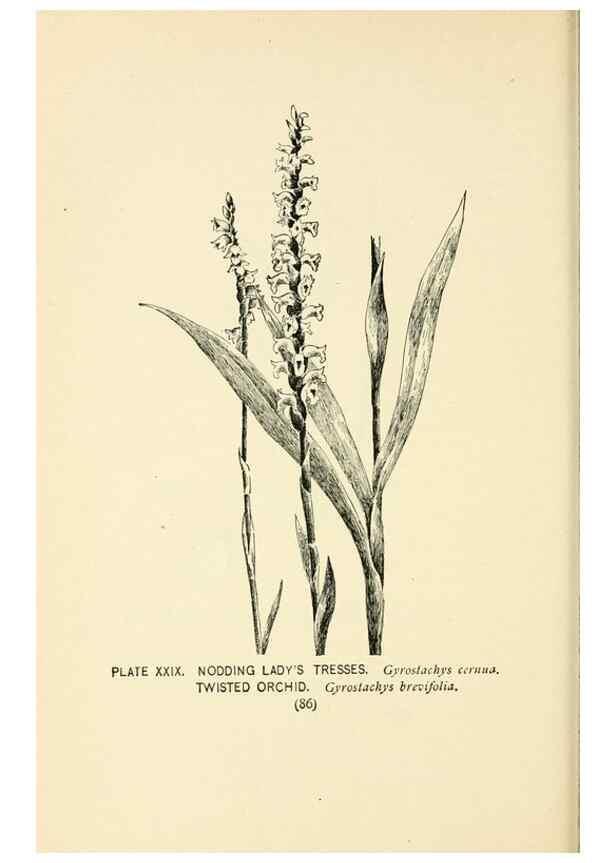 Reproducción/Reproduction 8427232704: Southern wild flowers and trees,. New York,Stokes[1901]