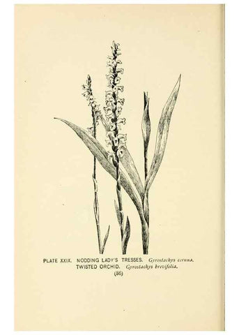 Reproducción/Reproduction 8427232704: Southern wild flowers and trees,. New York,Stokes[1901]