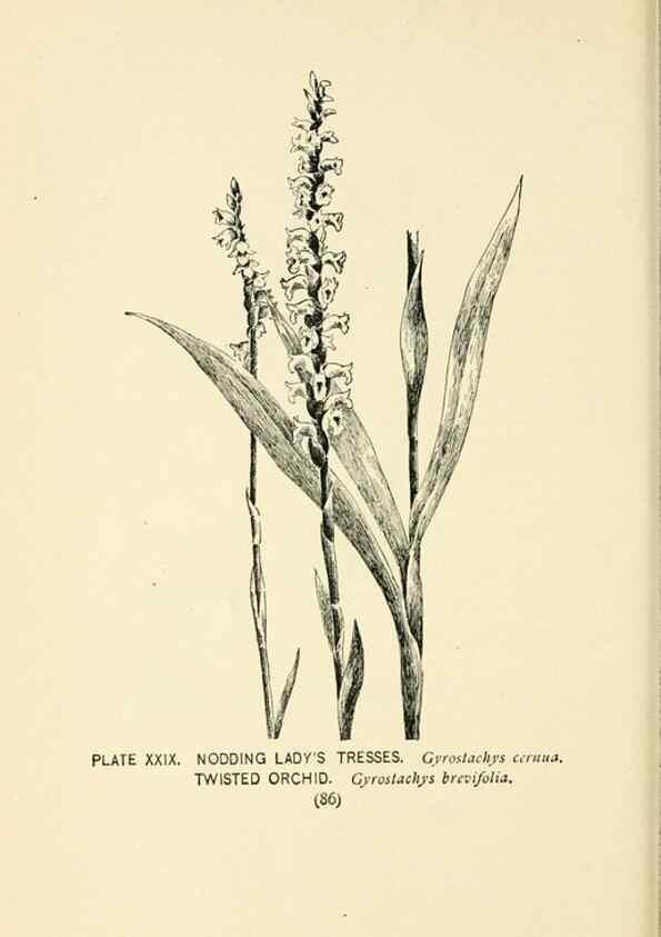 Reproducción/Reproduction 8427232704: Southern wild flowers and trees,. New York,Stokes[1901]