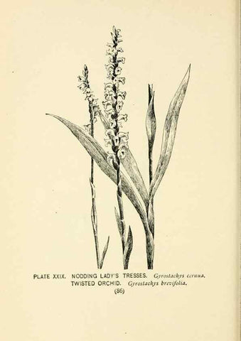 Reproducción/Reproduction 8427232704: Southern wild flowers and trees,. New York,Stokes[1901]