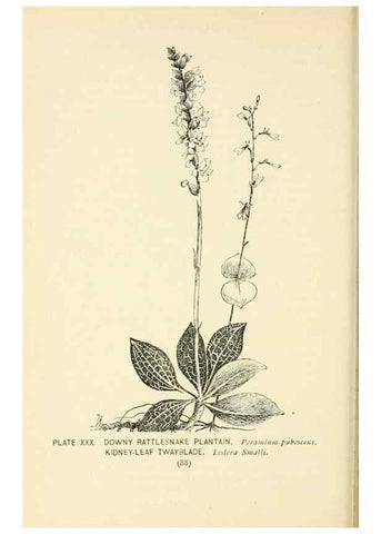 Reproducción/Reproduction 8427233094: Southern wild flowers and trees,. New York,Stokes[1901]