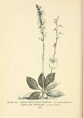 Reproducción/Reproduction 8427233094: Southern wild flowers and trees,. New York,Stokes[1901]