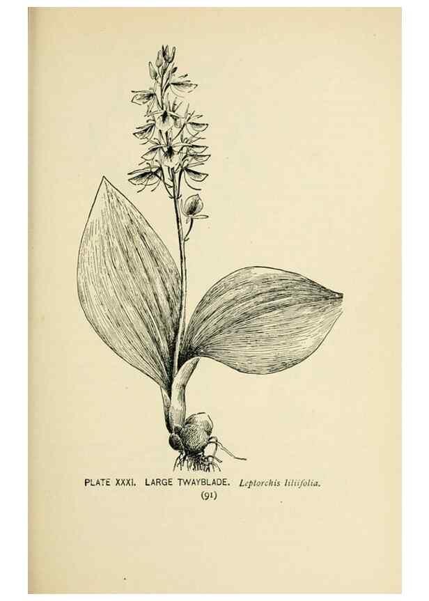Reproducción/Reproduction 8426142695: Southern wild flowers and trees,. New York,Stokes[1901]