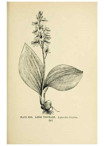 Reproducción/Reproduction 8426142695: Southern wild flowers and trees,. New York,Stokes[1901]