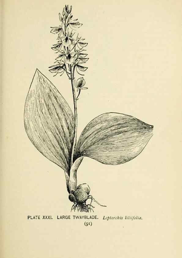 Reproducción/Reproduction 8426142695: Southern wild flowers and trees,. New York,Stokes[1901]