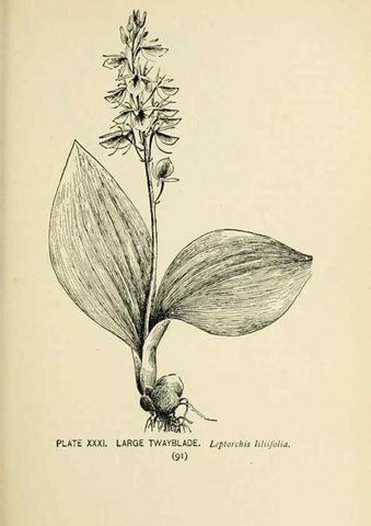 Reproducción/Reproduction 8426142695: Southern wild flowers and trees,. New York,Stokes[1901]