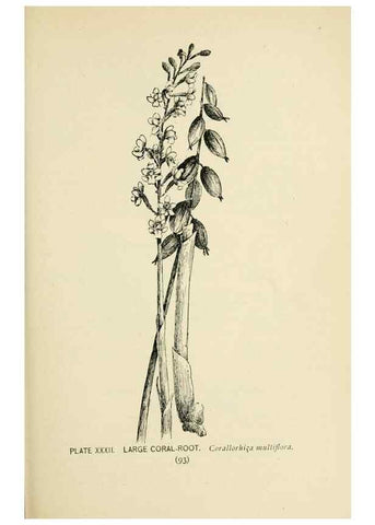 Reproducción/Reproduction 8426143485: Southern wild flowers and trees,. New York,Stokes[1901]