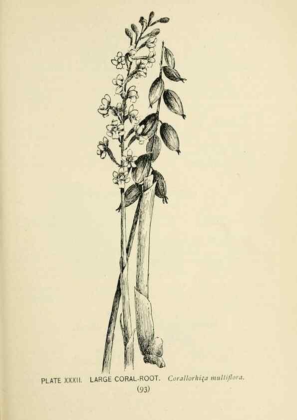 Reproducción/Reproduction 8426143485: Southern wild flowers and trees,. New York,Stokes[1901]