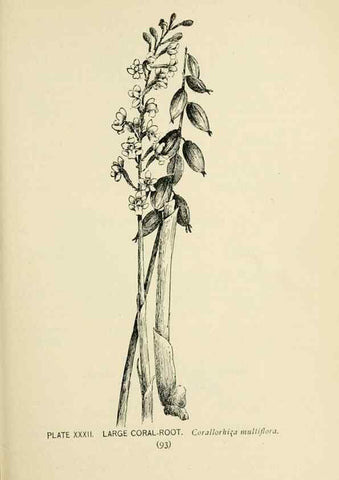 Reproducción/Reproduction 8426143485: Southern wild flowers and trees,. New York,Stokes[1901]