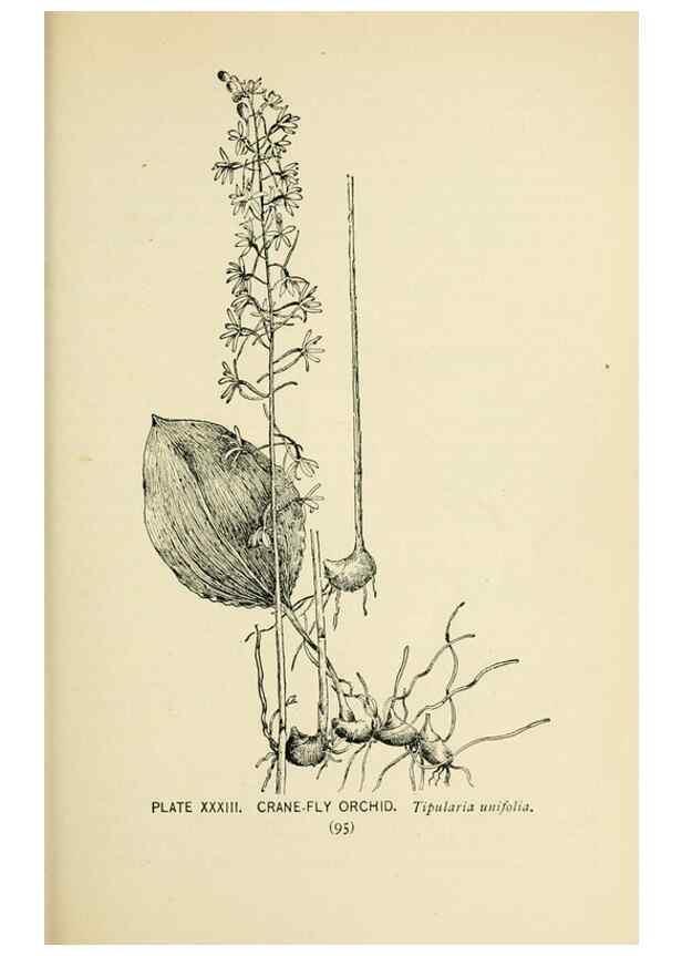 Reproducción/Reproduction 8426143937: Southern wild flowers and trees,. New York,Stokes[1901]