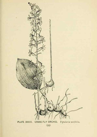 Reproducción/Reproduction 8426143937: Southern wild flowers and trees,. New York,Stokes[1901]