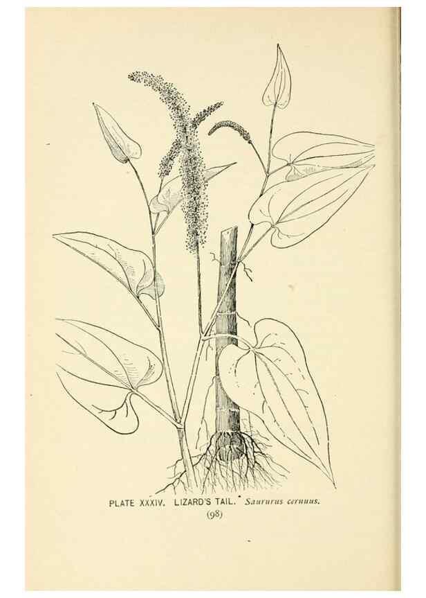 Reproducción/Reproduction 8426144465: Southern wild flowers and trees,. New York,Stokes[1901]