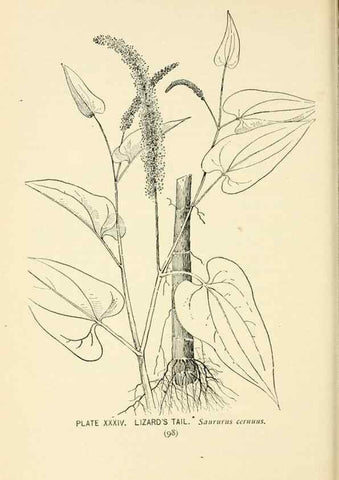 Reproducción/Reproduction 8426144465: Southern wild flowers and trees,. New York,Stokes[1901]