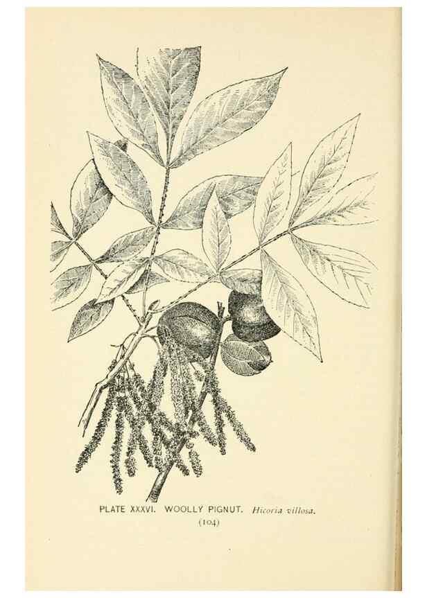 Reproducción/Reproduction 8427236230: Southern wild flowers and trees,. New York,Stokes[1901]