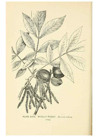 Reproducción/Reproduction 8427236230: Southern wild flowers and trees,. New York,Stokes[1901]