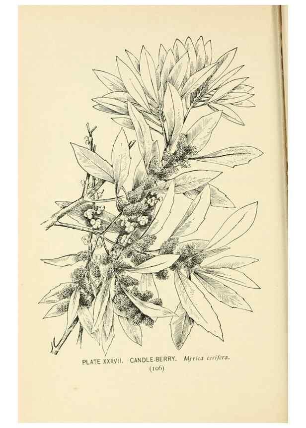 Reproducción/Reproduction 8426146155: Southern wild flowers and trees,. New York,Stokes[1901]