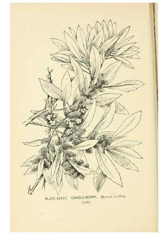 Reproducción/Reproduction 8426146155: Southern wild flowers and trees,. New York,Stokes[1901]