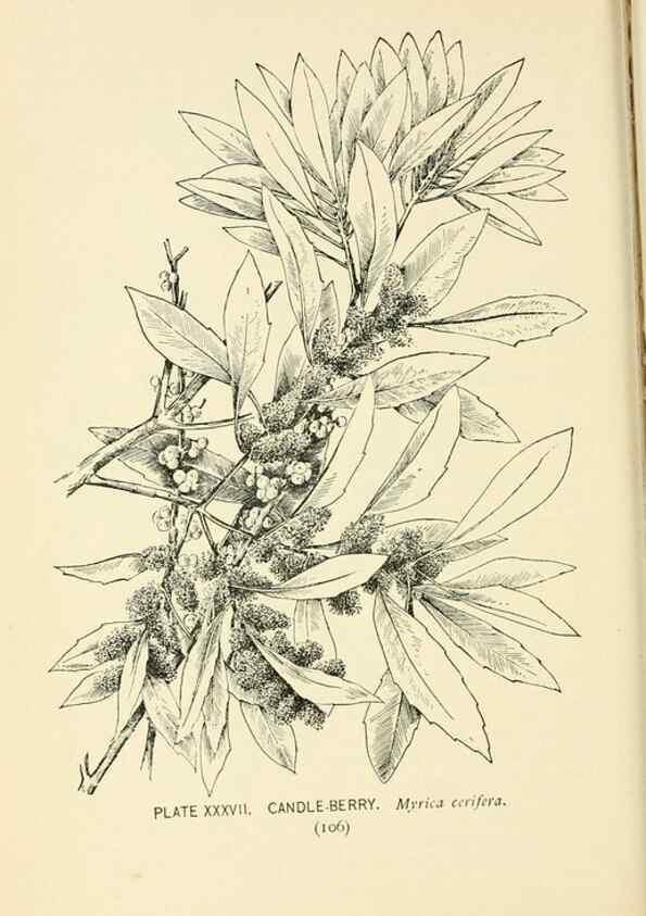 Reproducción/Reproduction 8426146155: Southern wild flowers and trees,. New York,Stokes[1901]