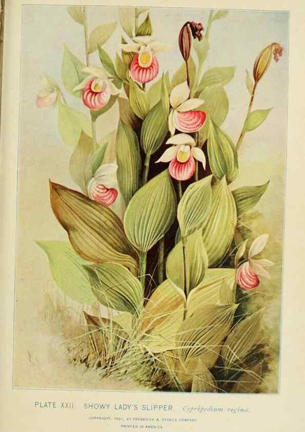 Reproducción/Reproduction 8427228304: Southern wild flowers and trees,. New York,Stokes[1901]