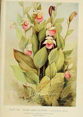 Reproducción/Reproduction 8427228304: Southern wild flowers and trees,. New York,Stokes[1901]