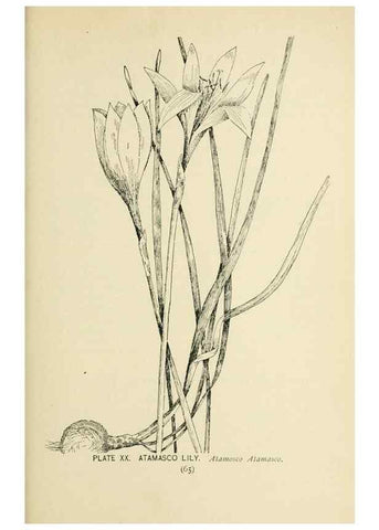 Reproducción/Reproduction 8427226568: Southern wild flowers and trees,. New York,Stokes[1901]