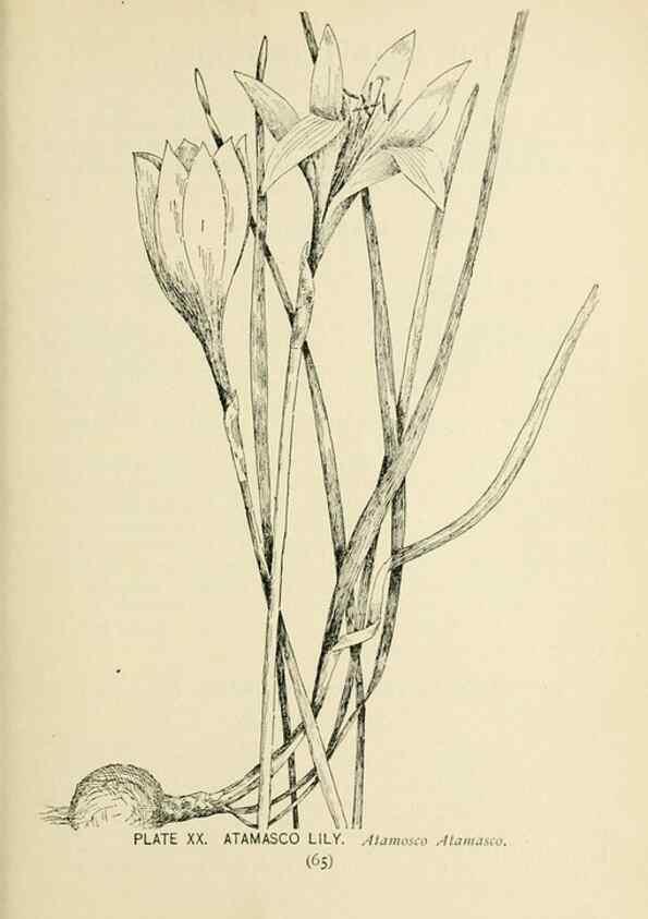 Reproducción/Reproduction 8427226568: Southern wild flowers and trees,. New York,Stokes[1901]