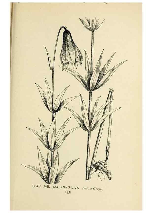 Reproducción/Reproduction 8427224560: Southern wild flowers and trees,. New York,Stokes[1901]