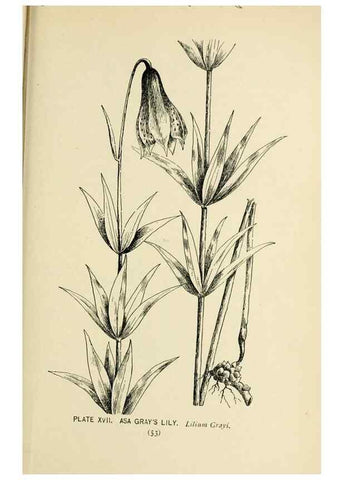 Reproducción/Reproduction 8427224560: Southern wild flowers and trees,. New York,Stokes[1901]