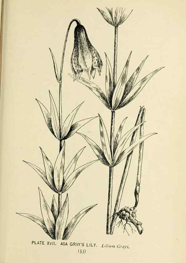 Reproducción/Reproduction 8427224560: Southern wild flowers and trees,. New York,Stokes[1901]